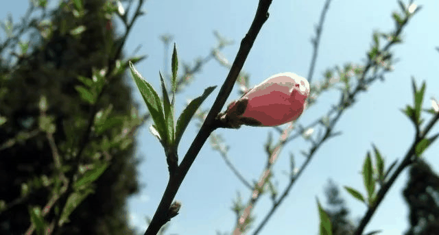 今日立春 | 在這里，邂逅最美春天……